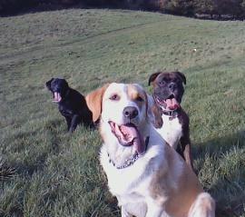 dog walking gloucestershire Dog Walking Gloucestershire